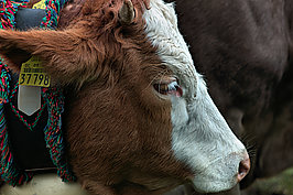 Bernhard Saalfeld - Viehscheid (7v9)